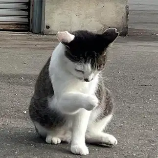 金運線ってどれ？すぎるネコ　　ハムカツさん