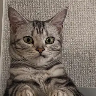 飼い主の行動にドン引きすぎるネコ　　なぎママさん