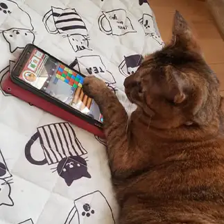 ゲームしすぎるネコ　　チョコラさん