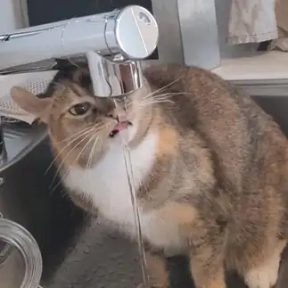 蛇口から水を飲みたがりすぎるネコ　　yuwooさん