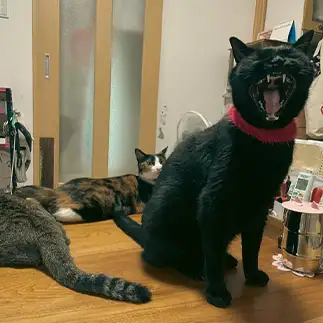これからご飯なんですが邪魔すぎるネコ　　しおんさん