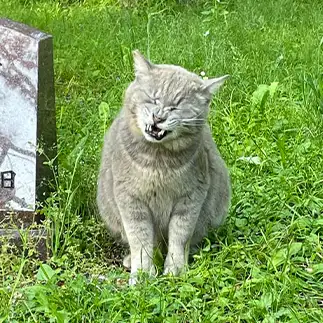 なんか歯に挟まった、取れそうで取れなすぎるネコ　　グレみさん