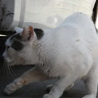 ヒトコブラクダすぎるネコ　　うりねこさん