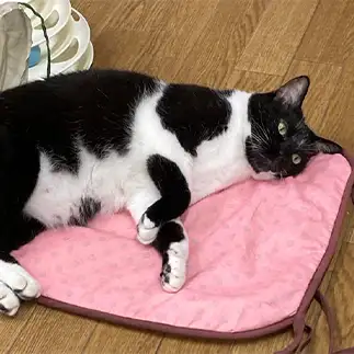 何だかお尻に違和感がありすぎるネコ　　たまさん