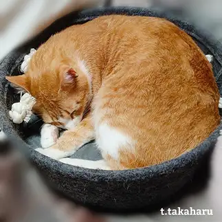 タルトケーキになった夢み見すぎるネコ　　t.takaharuさん