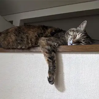 日曜日の夜の人間すぎるネコ　　ひまわり屋ひまさん