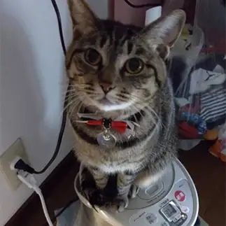 ポット好きすぎるネコ　　マロジマルさん