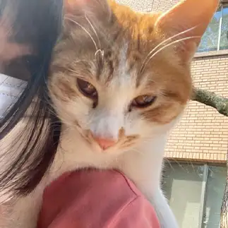 人懐っこすぎるネコ　　みことさん