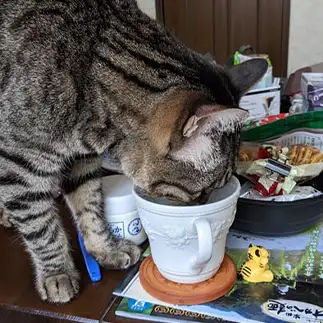 それ私の水すぎるネコ　　じゃむぱん泉さん