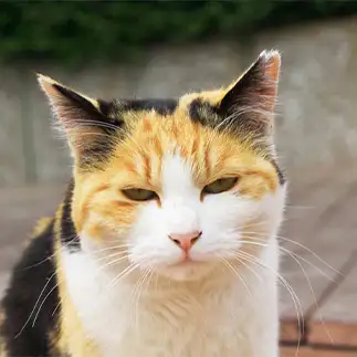 無言の圧が強すぎるネコ　　れみぞーさん
