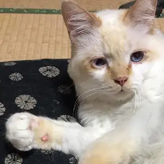 手とヒゲの向きがシンクロしすぎるネコ　　にゃーさん