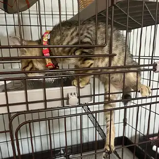 水飲むのが必死すぎるネコ　　okakaさん
