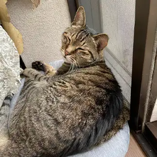 濡れ衣を着せられすぎるネコ　　カナトフグの妖精さん