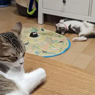 見ていられなすぎるネコ　　だいふくさん