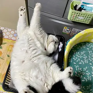 己のこだわり寝が強すぎるネコ　　ぱんだるさん