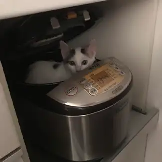 炊きたてすぎるネコ　　きゃらおれさん