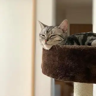 しゃくれすぎるネコ　　うえのみくさん