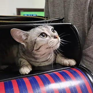 学校行きたすぎるネコ　　うえのみくさん