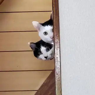 家政婦は見たすぎるネコ　　ルナアオ5さん