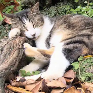 眠りすぎるネコ　　さくらのパパさん