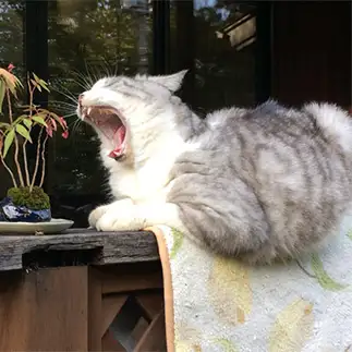 何で答えてくれないんだー！と怒りすぎるネコ　　にゃんたろーさん
