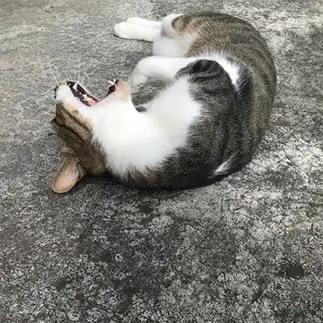異常な暑さに訴えかけすぎるネコ　　にんにんはっとりさん