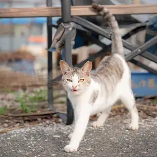 よ！猫又屋！！すぎるネコ　　jingさん