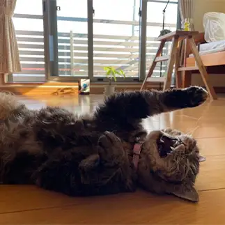 爆笑しすぎるネコ　　ララキムチさん