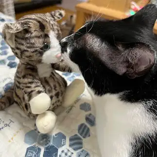 キスすぎるネコ　　あんなさん