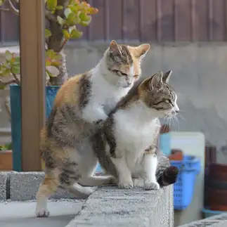 小さなマッサージ師すぎるネコ　　ままめろんさん