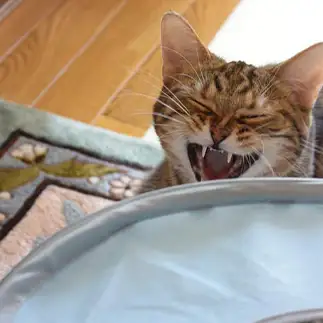 飼い主を笑いすぎるネコ　　1号2号さん