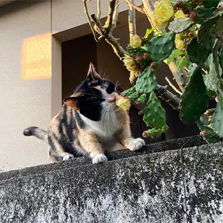 サボテンの花の香りにうっとりしすぎるネコ　　makkokujiraさん