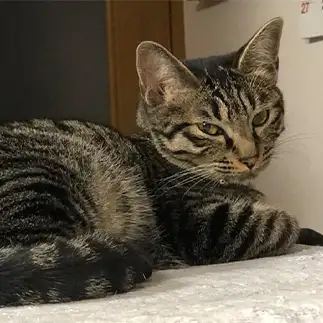 シッポが無限ループすぎるネコ　　おっとりねこさん