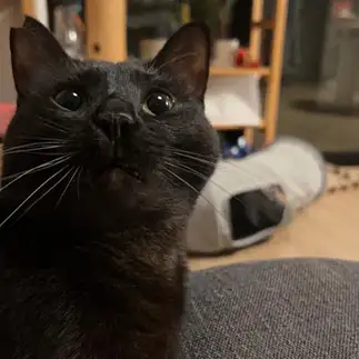 飼主に悲観しすぎるネコ　　ニャトリさん