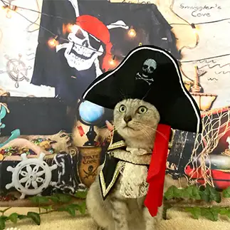 かっこよすぎるネコ　　ミロルナのママさん