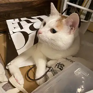 紙袋が好きすぎるネコ　　かなぶんさん