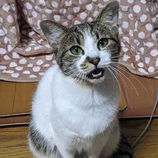 子猫なのに不満が多すぎるネコ　　ひまわり屋ひまさん