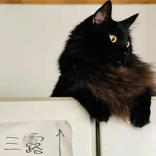 我関せずすぎるネコ　　カジハラさん