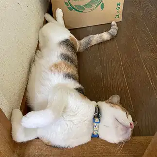 家に沿いすぎるネコ　　るんるんさん