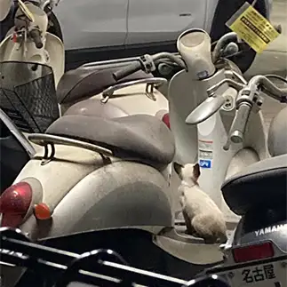 ライダーにあこがれすぎるネコ　　からくりぴーちさん