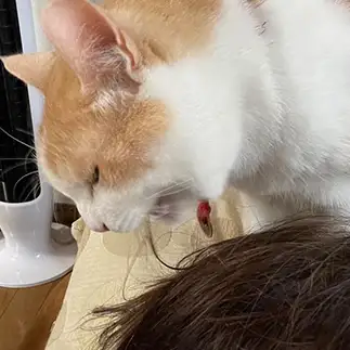 髪を食べすぎるネコ　　dollyさん