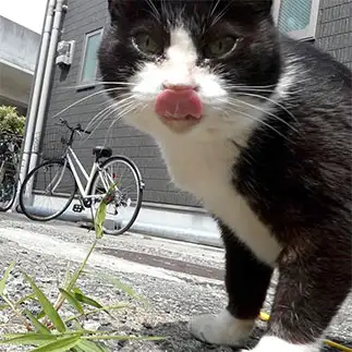 タラコくちびるすぎるネコ　　うりねこさん