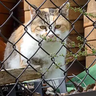 おしゃれメガネすぎるネコ　　うりねこさん