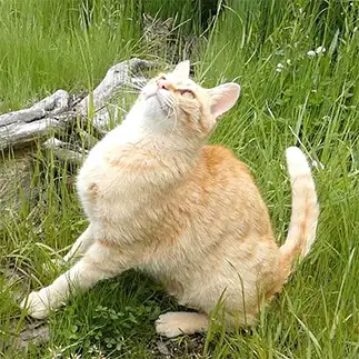ハトムネすぎるネコ　　うりねこさん