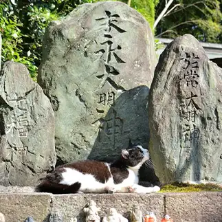 神様もなんのそのすぎるネコ　　仙城彩漓さん