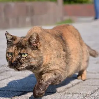 抜き足差し足すぎるネコ　　仙城彩漓さん