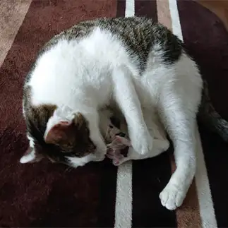 足の匂い確認しすぎるネコ　　yuuuさん