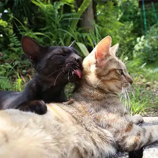 猫の後頭部フェチすぎるネコ　　tzkrsatoruさん