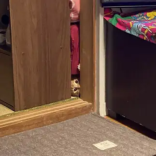 のぞき見しすぎるネコ　　banmamiさん