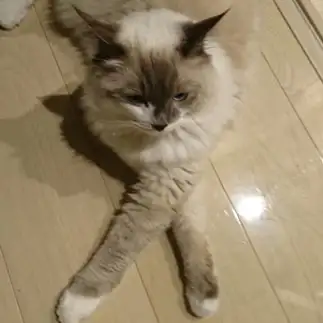 お手てをクロスしすぎるネコ　　りくさん